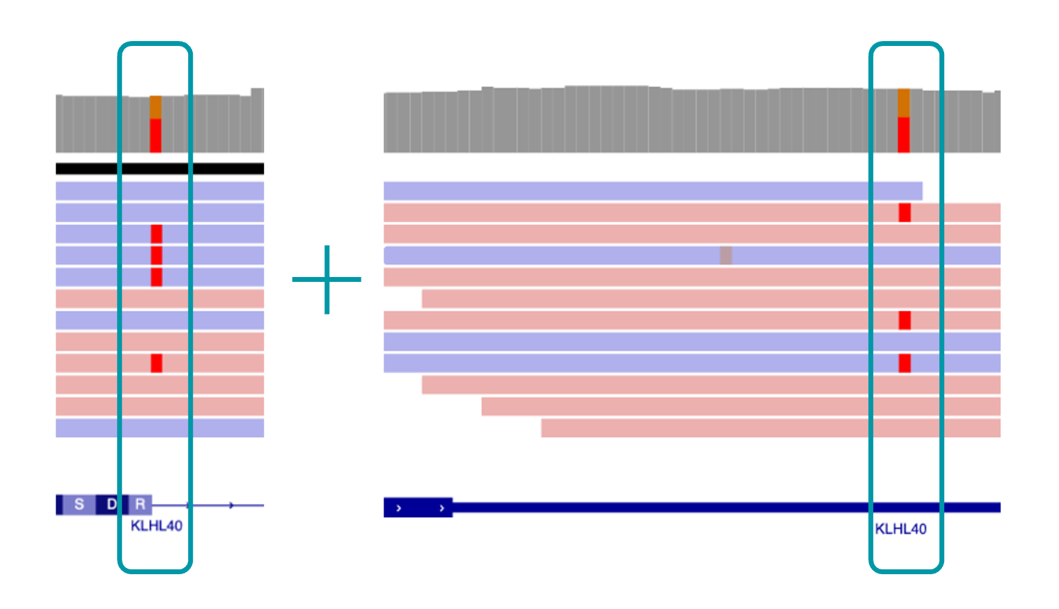 IGV view of KLHL40 variants