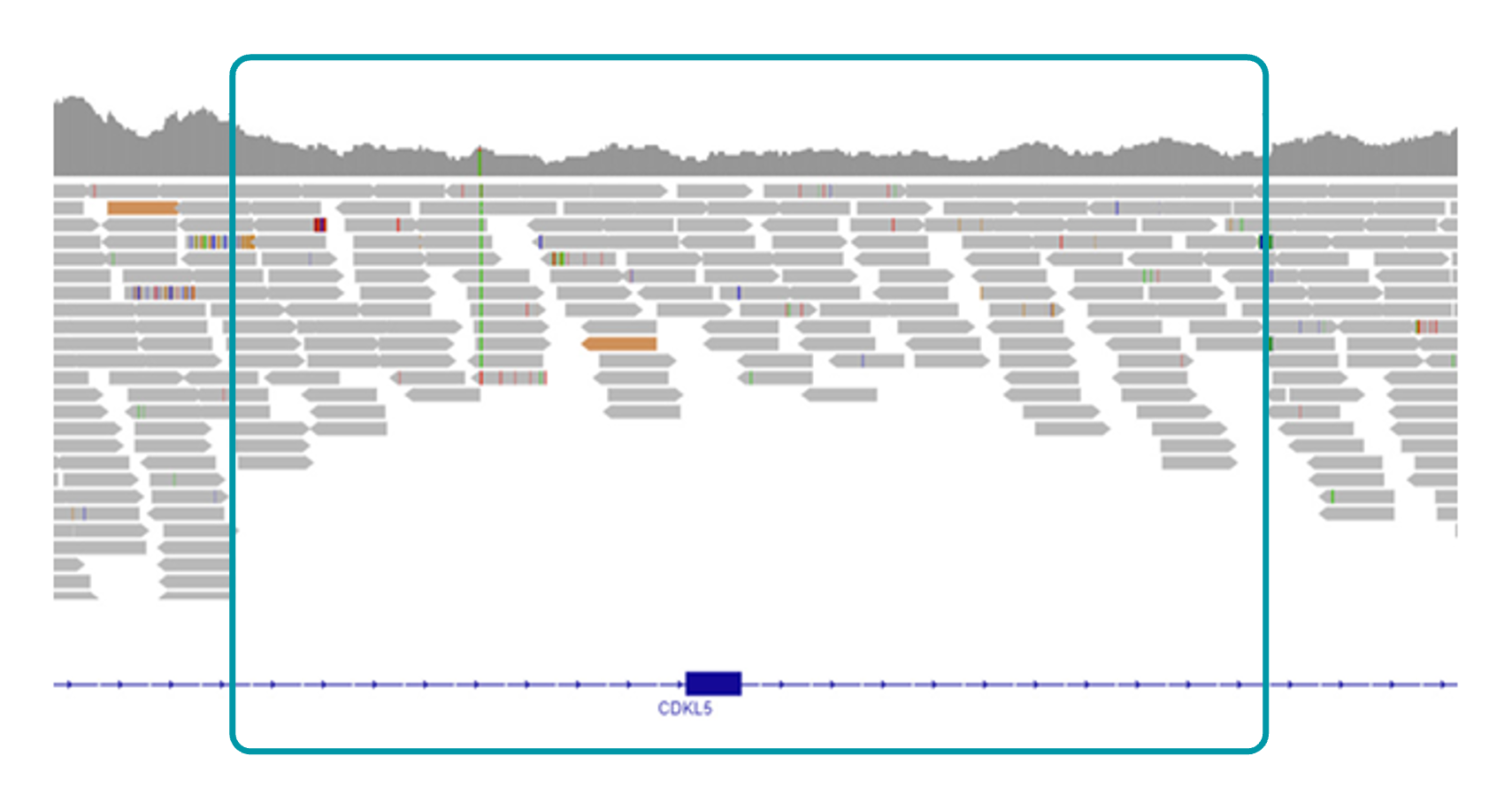 IGV view of CDKL5 deletion