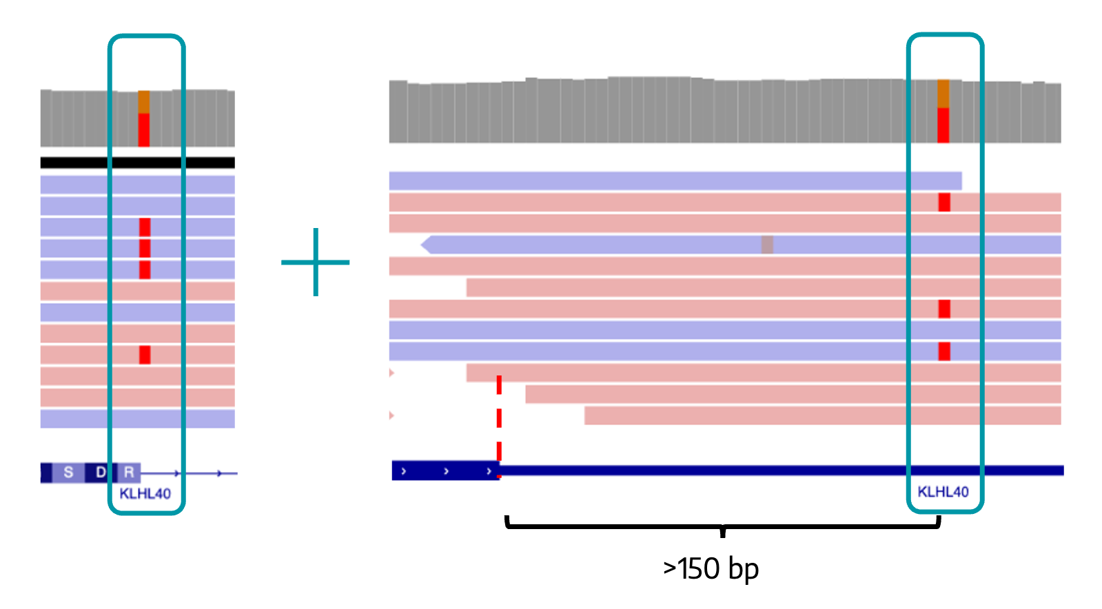 IGV view of KLHL40 variants