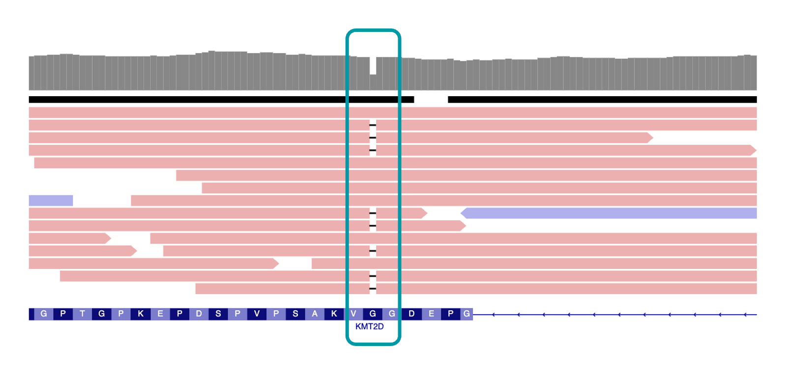 IGV view of KMT2D variant