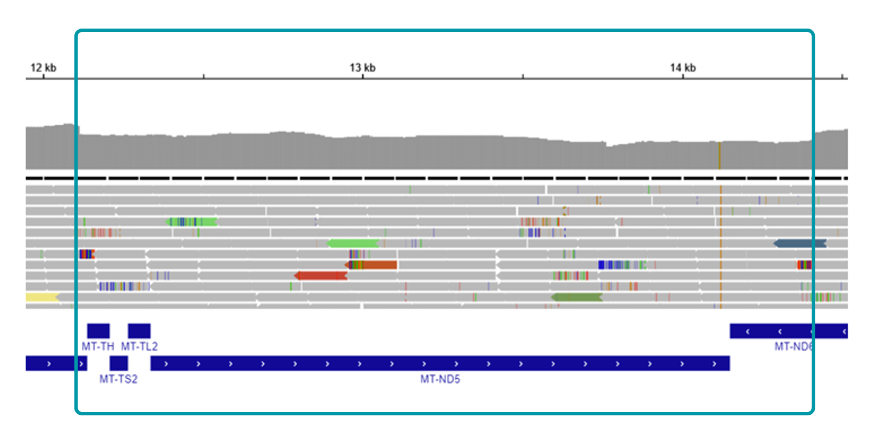 IGV view of mitochondrial deletion