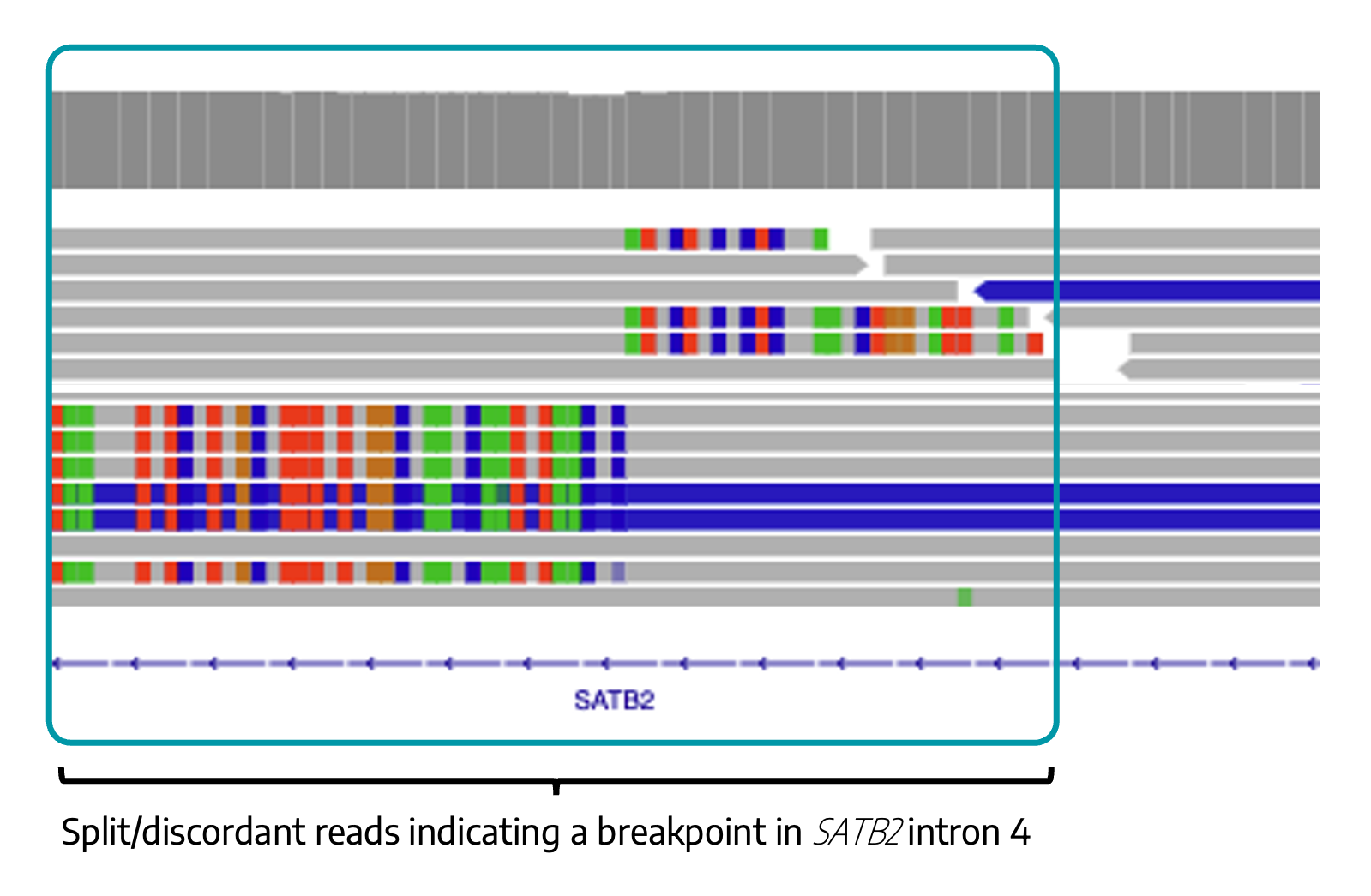 IGV view of SATB2 break point
