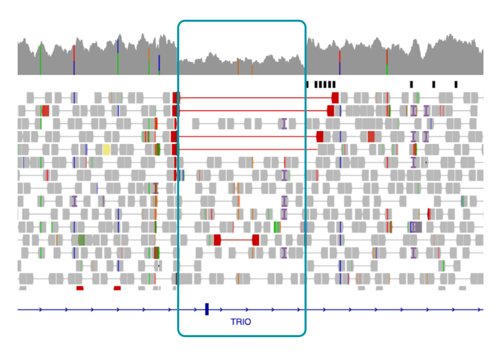 IGV view of TRIO deletion