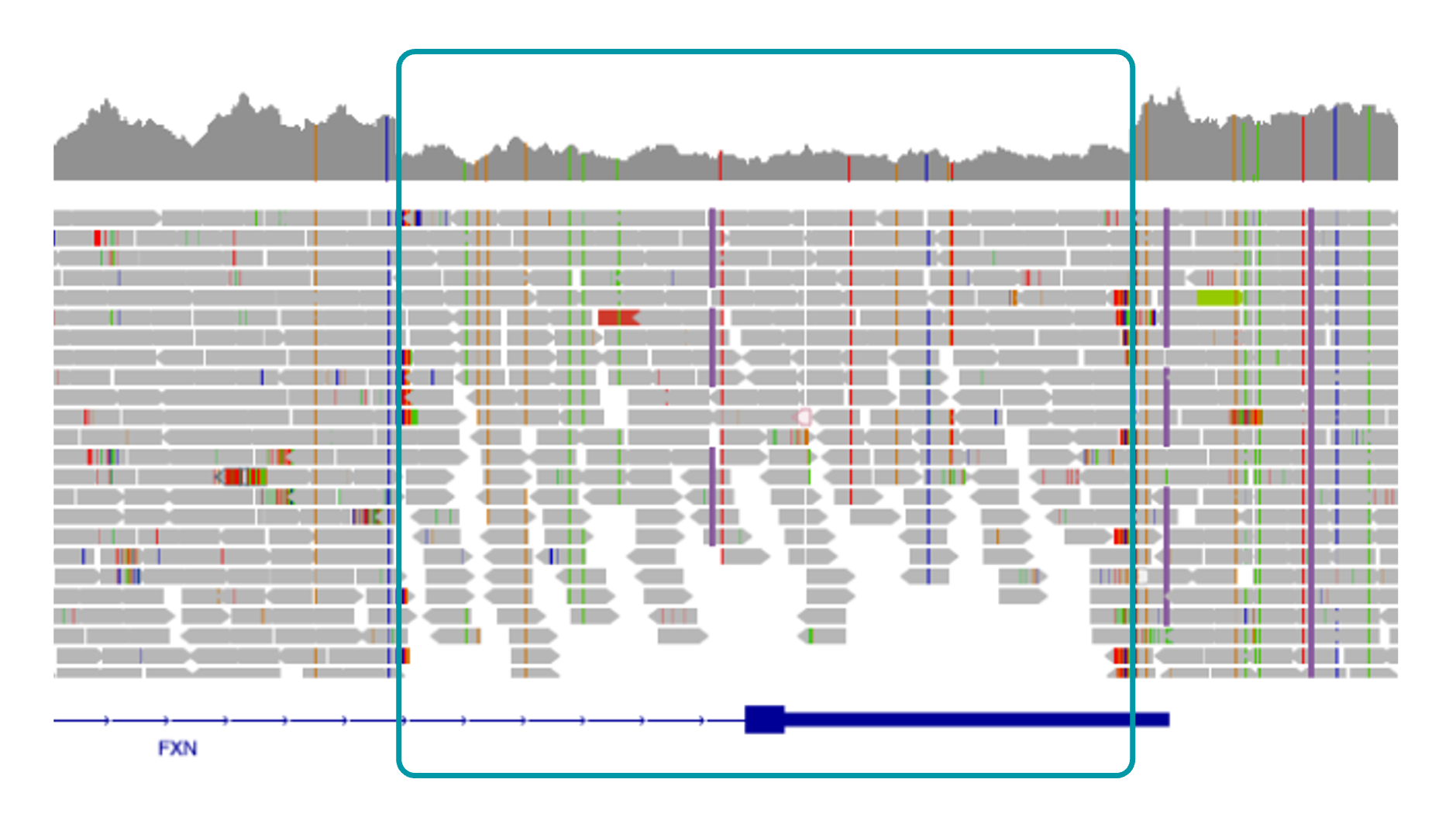 IGV view of FXN deletion variant