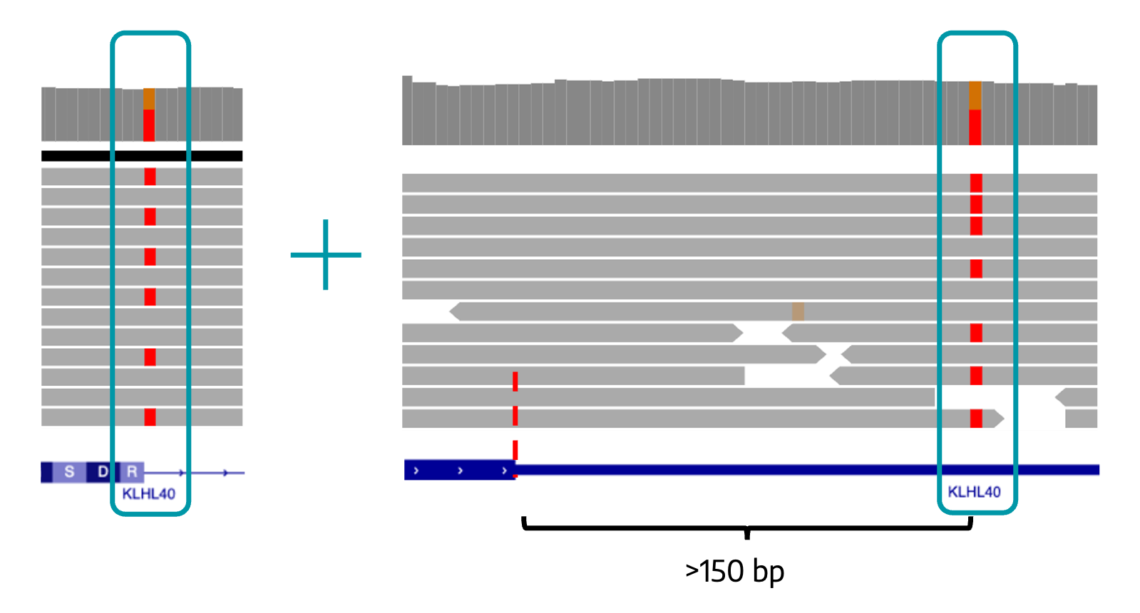 IGV view of KHLH40 variants