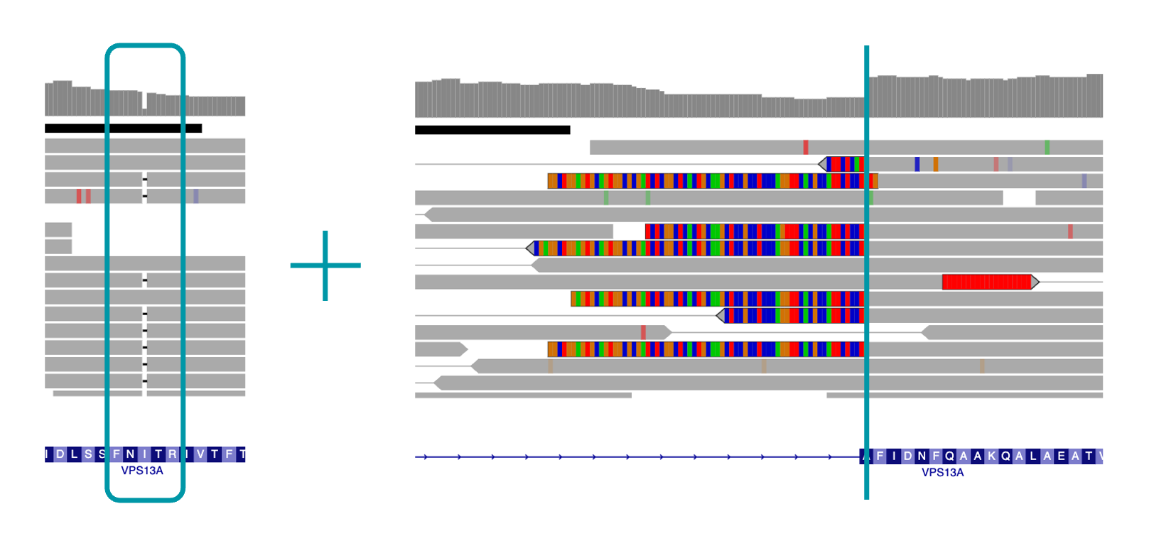 IGV view of VPS13A variants