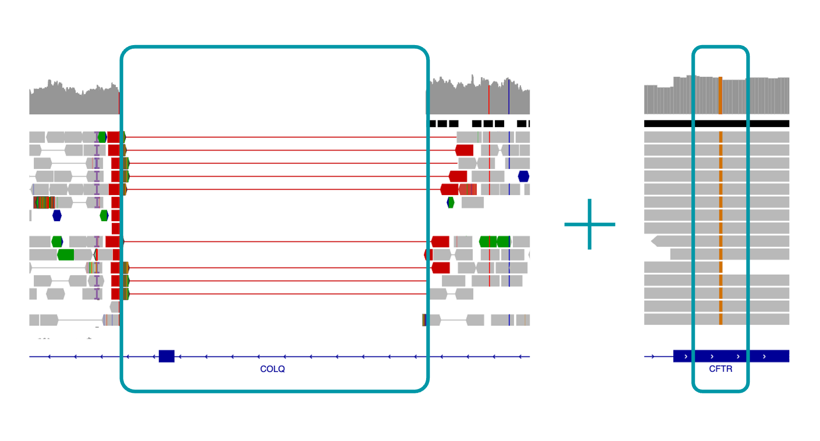 IGV view of COLQ and CFTR variants