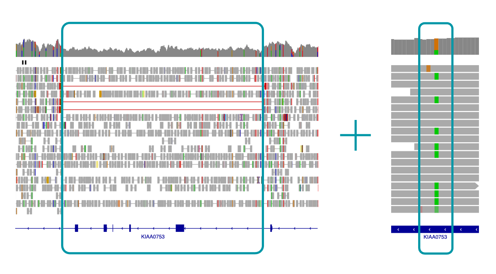 IGV view of KIAA0753 variants