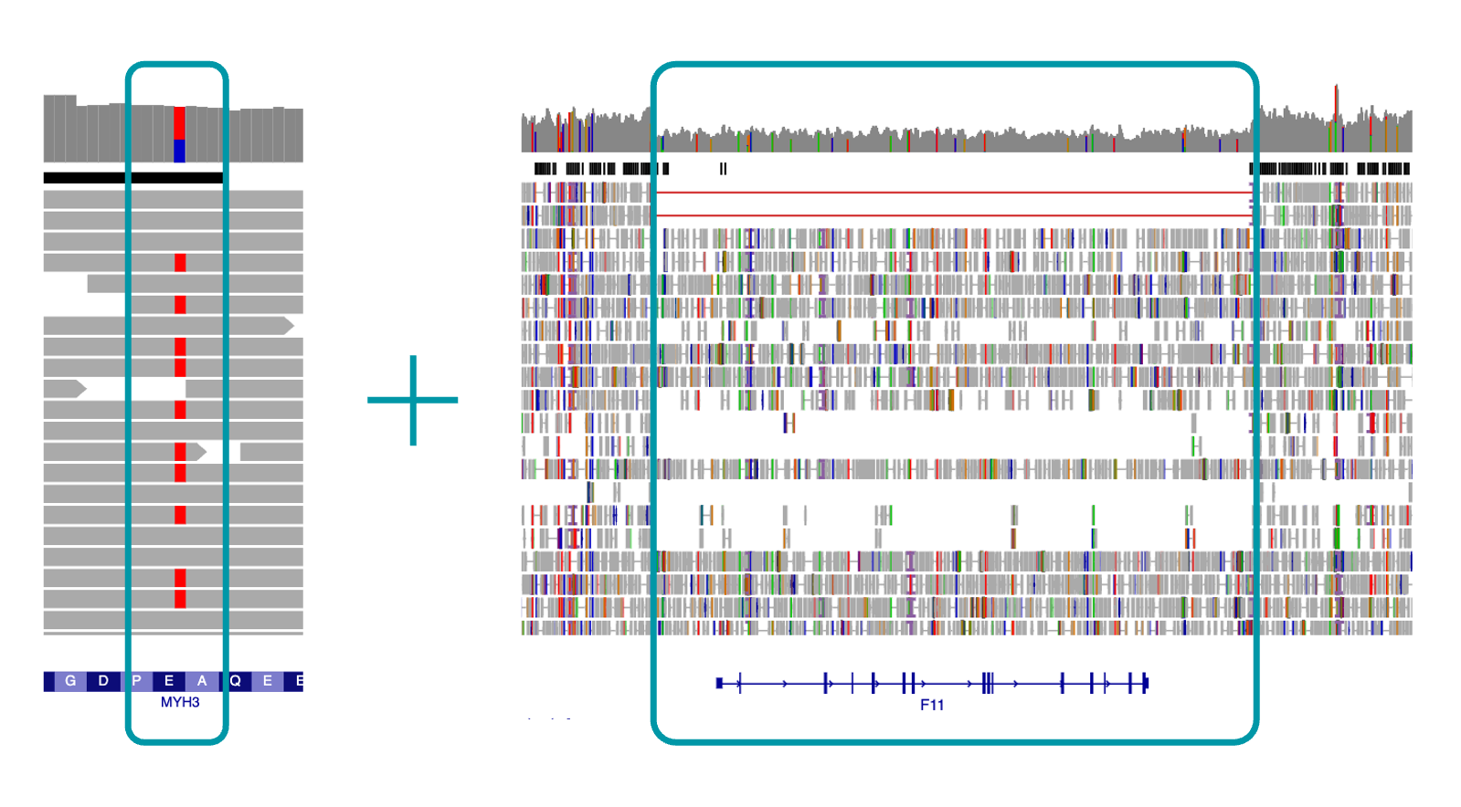 IGV view of MYH3 SNV and F11 deletion variants
