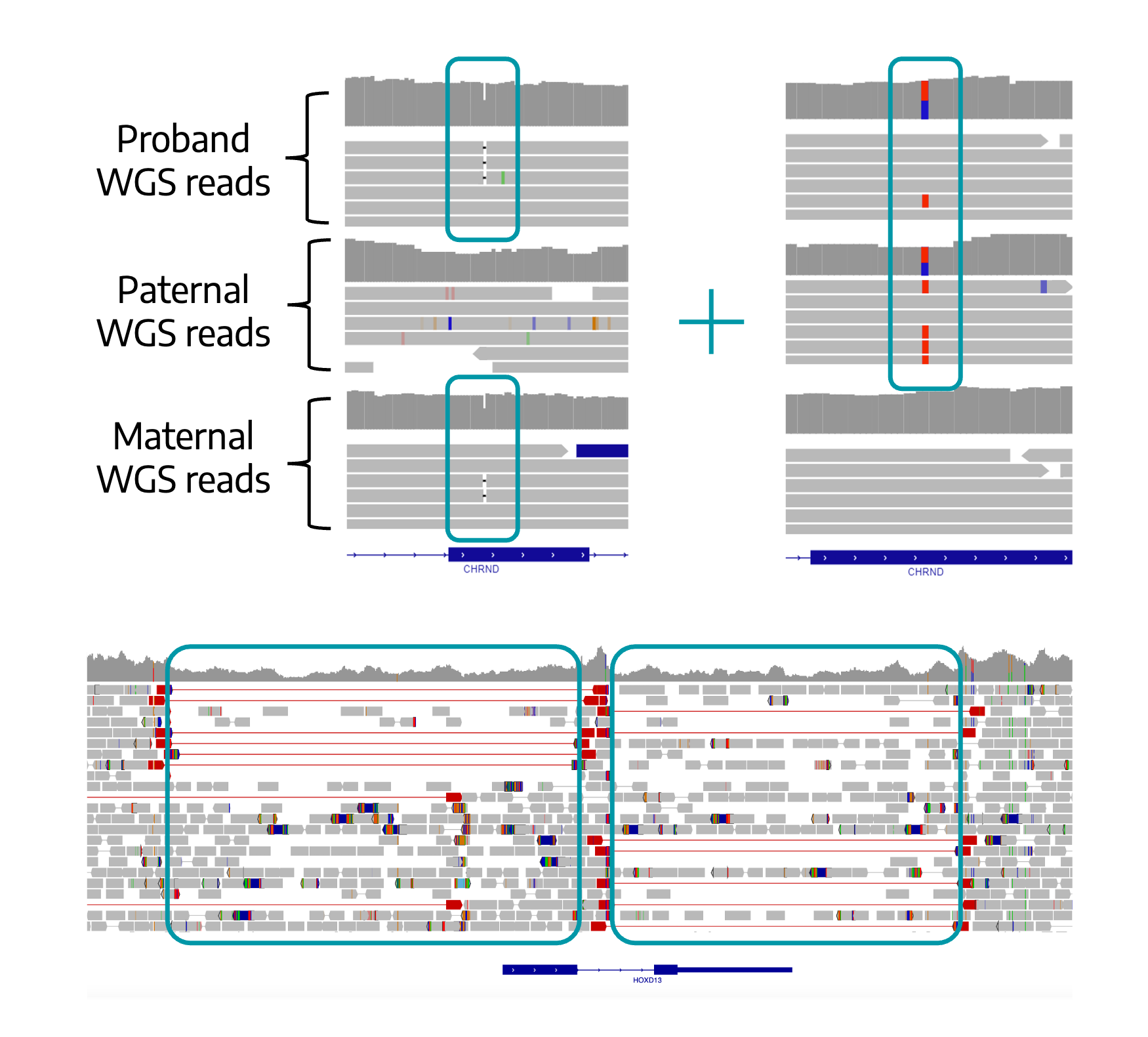 IGV view of inherited CHRND and HOXD13 variants