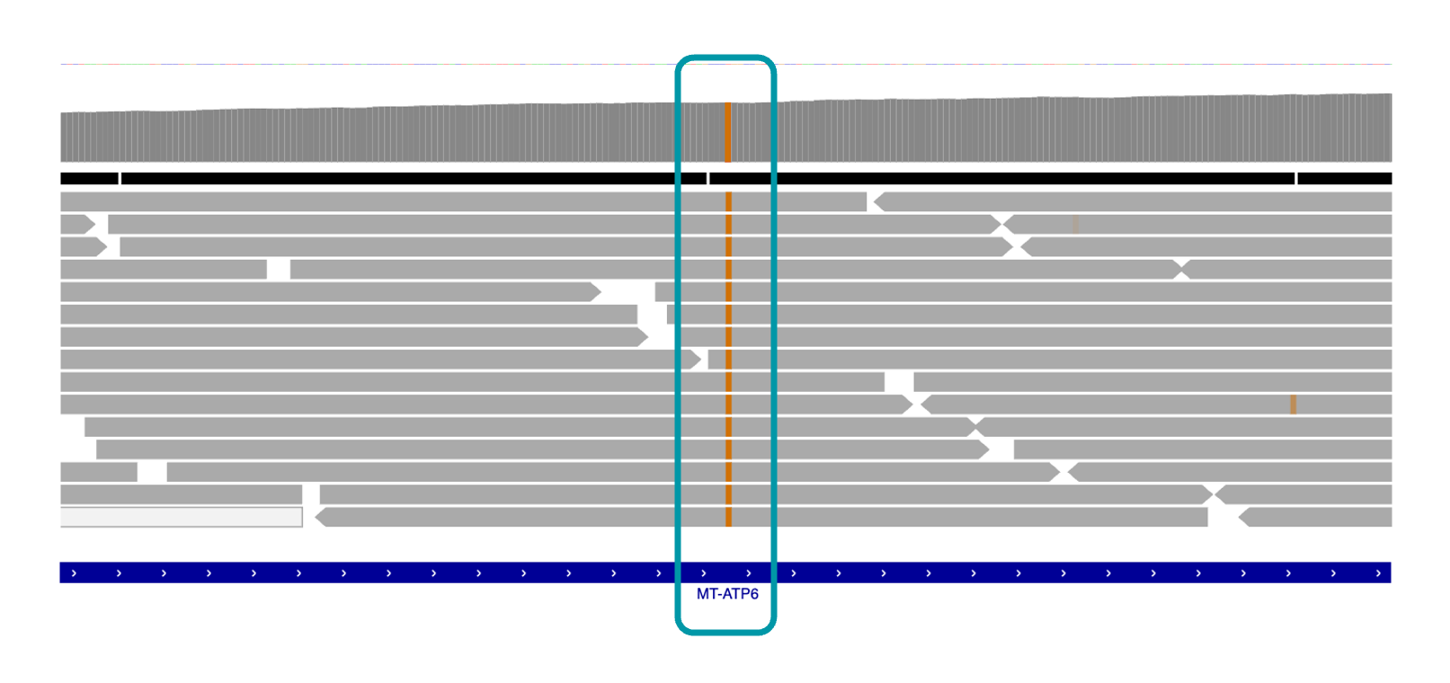 IGV view of single nucleotide variant in MT-ATP6