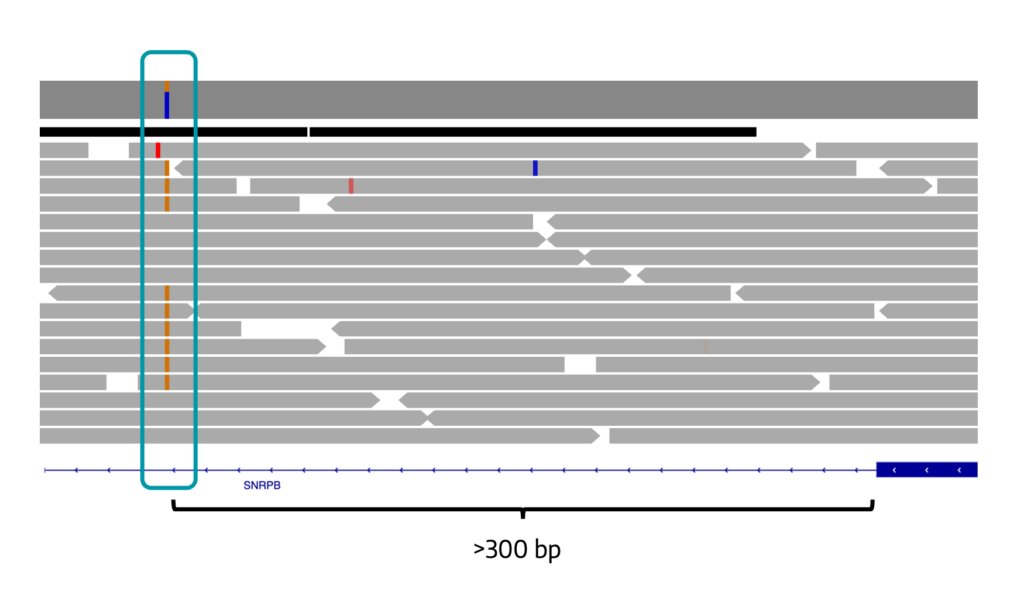 IGV view of SNRPB intronic variant