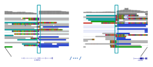 IGV view of left and right inversion breakpoints