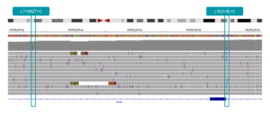 IGV view showing in trans phasing of GYG1 variants