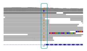 IGV view of ENG variant