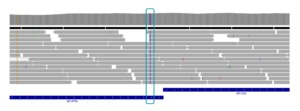 IGV view of MT-ATP6 homoplasmic variant