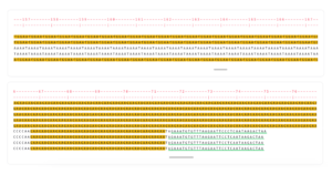 Sequence view of BEAN1 and FGF14 repeat expansions